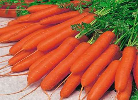 قیمت خرید هویج با فروش عمده